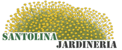 santolina